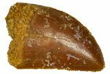 Serrated, Baby Carcharodontosaurus Tooth - Morocco #361027-1